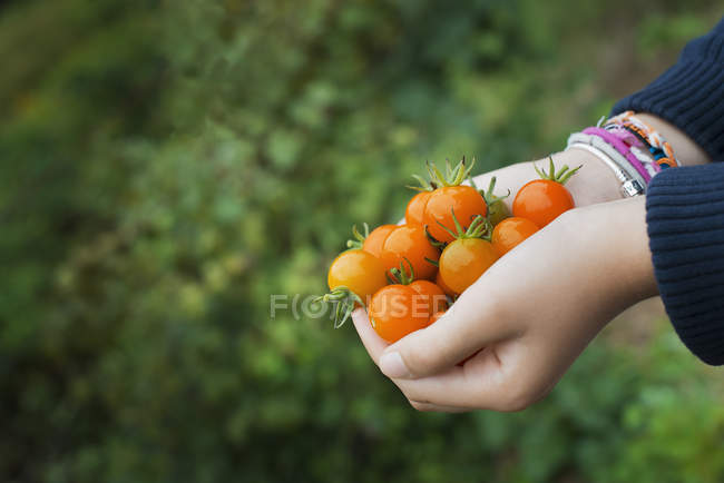 Manos acanaladas de niña sosteniendo tomates cherry maduros en la granja . - foto de stock