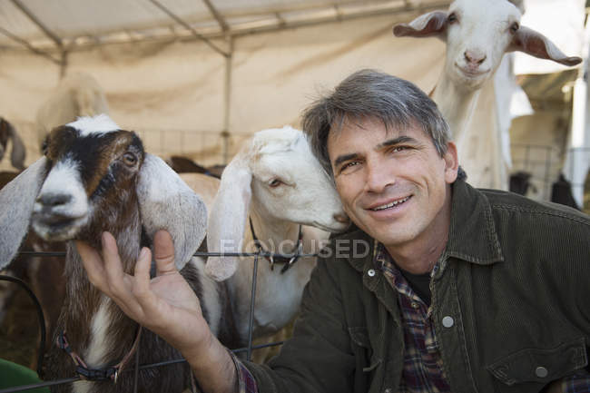 Мужчина, позирующий с козами в пере, склоняющимся над забором на ферме . — стоковое фото
