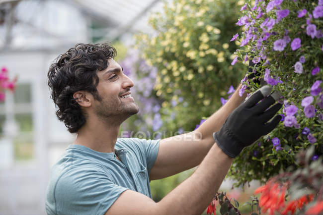Jeune homme travaillant dans une serre pleine de plantes à fleurs . — Photo de stock