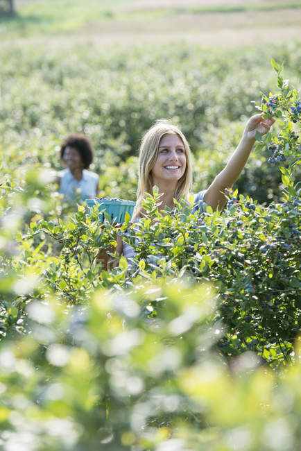 Молоді жінки збирають свіжу чорницю з органічних рослин у полі . — стокове фото
