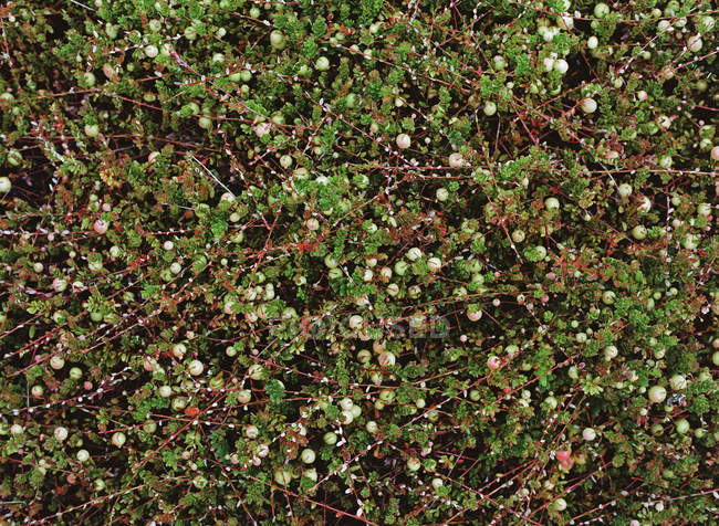 Cranberry crops growing in farm field. — Stock Photo