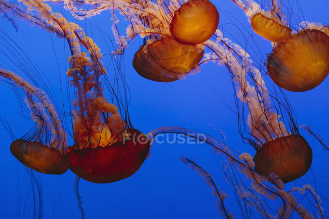 Nesselquallen unter Wasser im Aquarium auf blauem Hintergrund. — Stockfoto