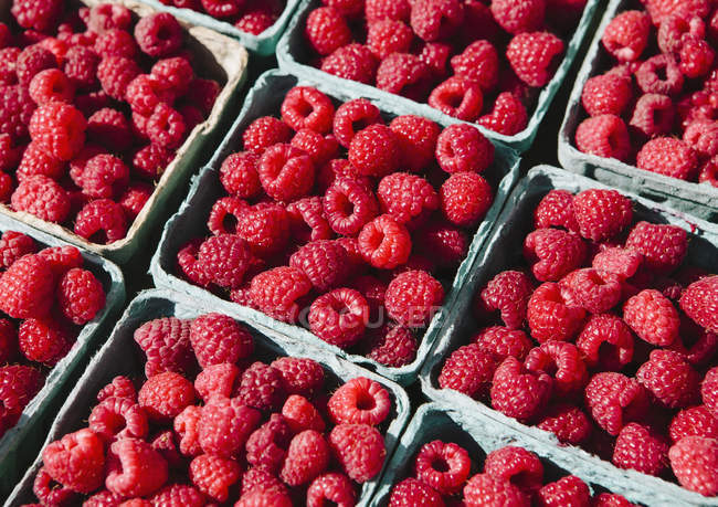 Boxes of organic raspberries on farmer market stall. — Stock Photo