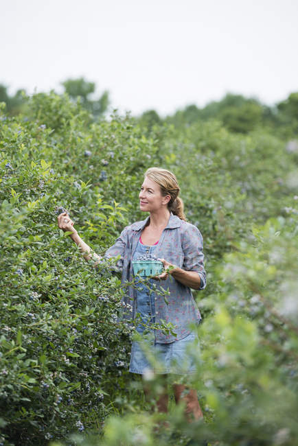 Mulher colhendo mirtilos de arbustos na fazenda orgânica . — Fotografia de Stock