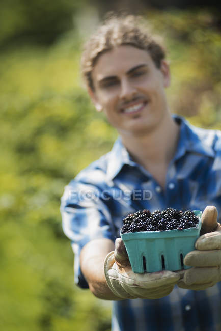 Young man holding punnet of picked blackberries at organic farm. — Stock Photo