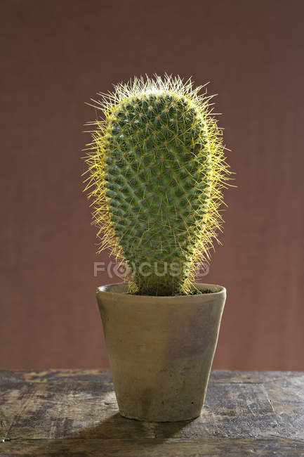 Planta grande de cactus espinoso suculento en maceta . - foto de stock