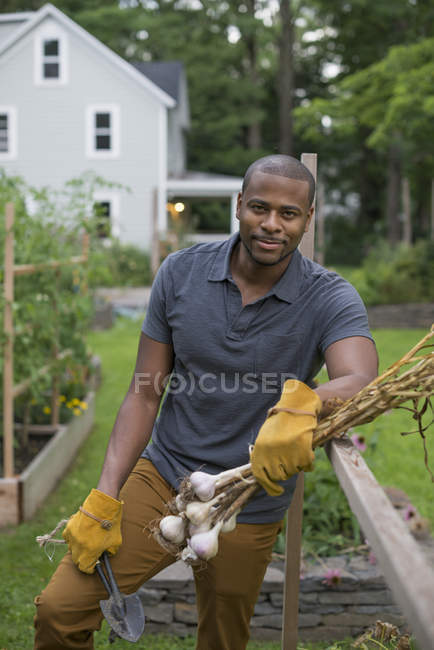 Mann in Handschuhen lehnt mit geernteten Knoblauchzwiebeln am Zaun im Gemüsegarten. — Stockfoto