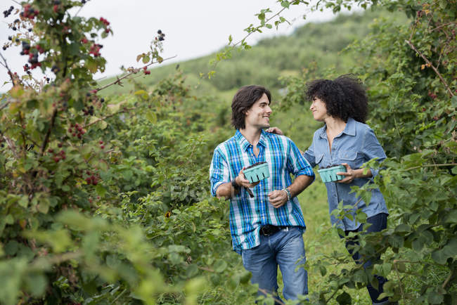 Casal andando e conversando entre arbustos de amora . — Fotografia de Stock