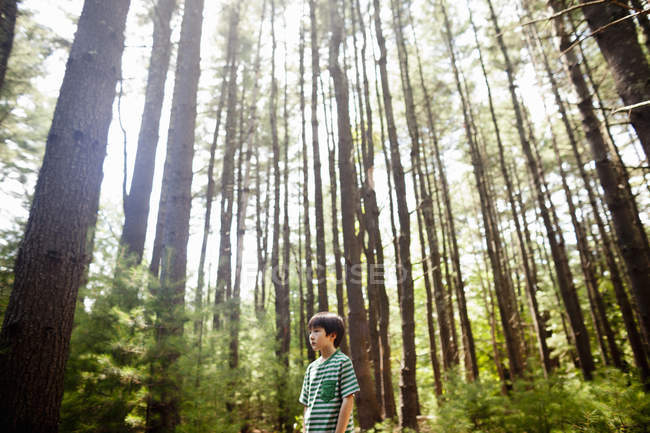 Niño de edad elemental de pie en un bosque de pinos rodeado de troncos de árboles . - foto de stock