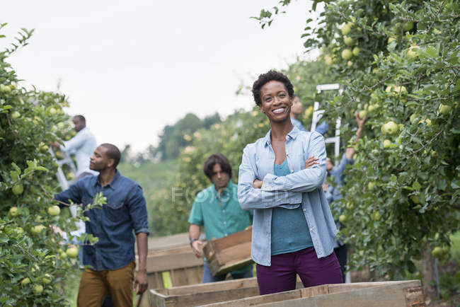 Donna in piedi in frutteto con le braccia incrociate e gruppo di persone che raccolgono mele dagli alberi . — Foto stock