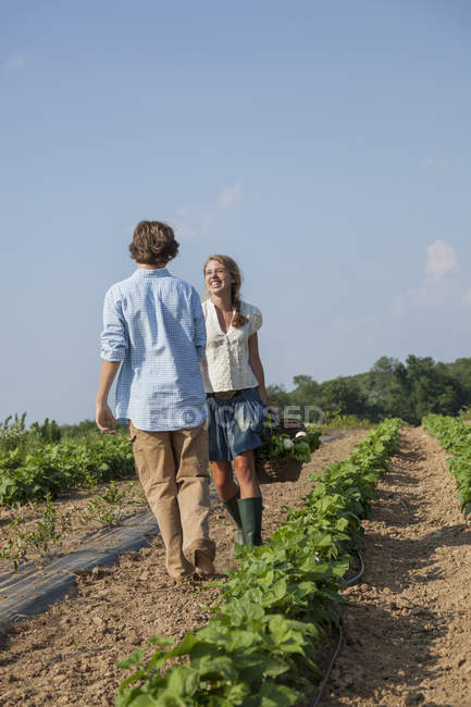 Pareja joven caminando a lo largo de hileras de plantas hortícolas en el campo agrícola y tomados de la mano y cesta de cultivos cosechados . - foto de stock
