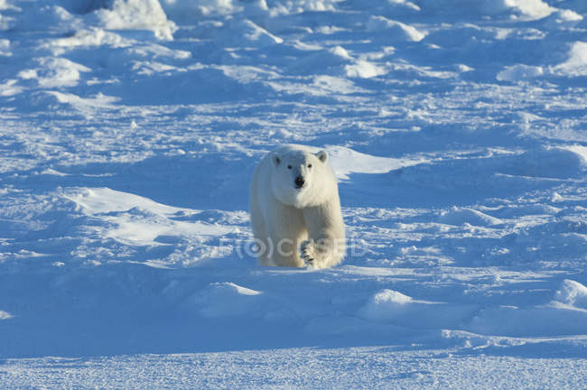 Eisbär läuft in freier Wildbahn auf Schnee. — Stockfoto