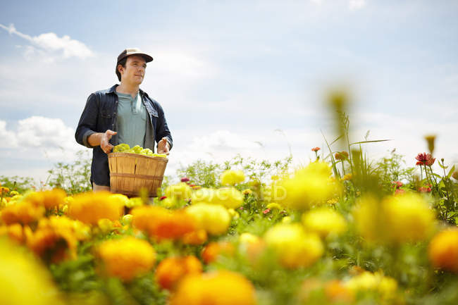 Male farmer carrying basket of green bell peppers in field of yellow and orange flowers. — Stock Photo