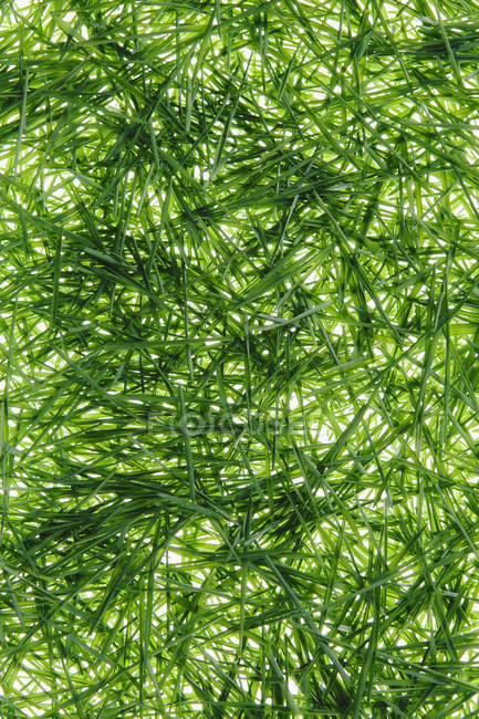 Montón de hierba de trigo orgánica sobre fondo blanco . - foto de stock