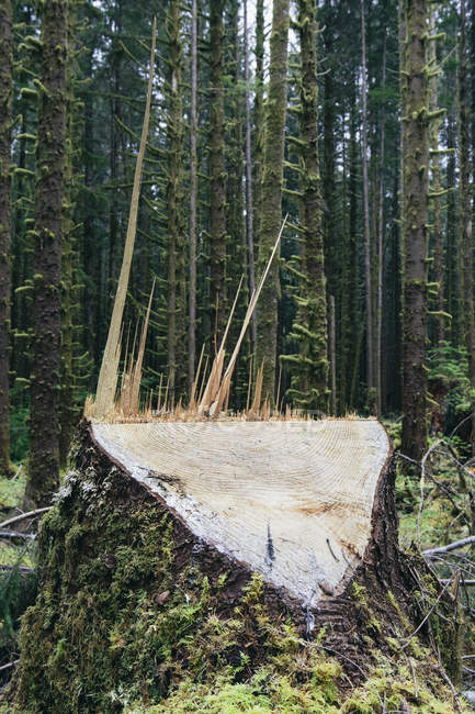 Árvore de Sitka Spruce registrada em primeiro plano na floresta tropical temperada, Washington, EUA — Fotografia de Stock