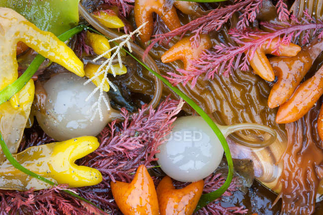 Seaweeds, kelp and sea shells on shore, full frame. — Stock Photo