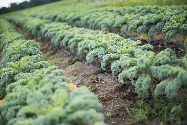 Reihen lockiger grüner Gemüsepflanzen wachsen auf Biobauernhof. — Stockfoto
