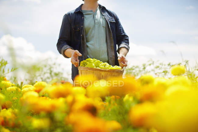 Male farmer carrying basket of green bell peppers in field of yellow and orange flowers. — Stock Photo