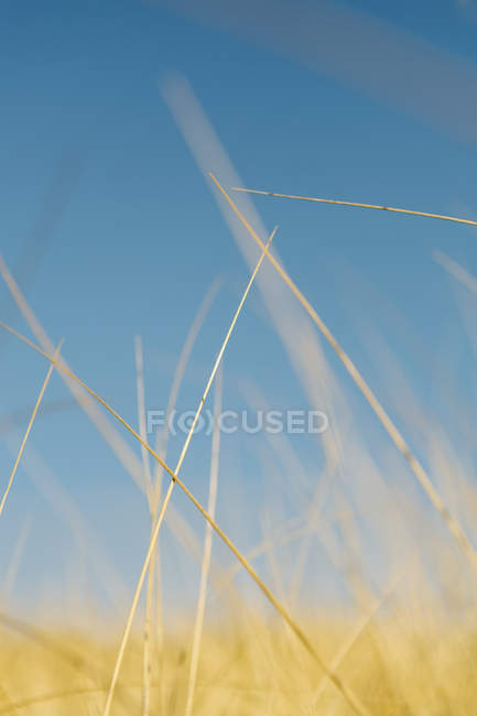 Крупним планом вітряна дюна трава на природному лузі . — стокове фото