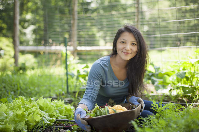 Mujer joven recogiendo verduras en la granja tradicional en el campo . - foto de stock