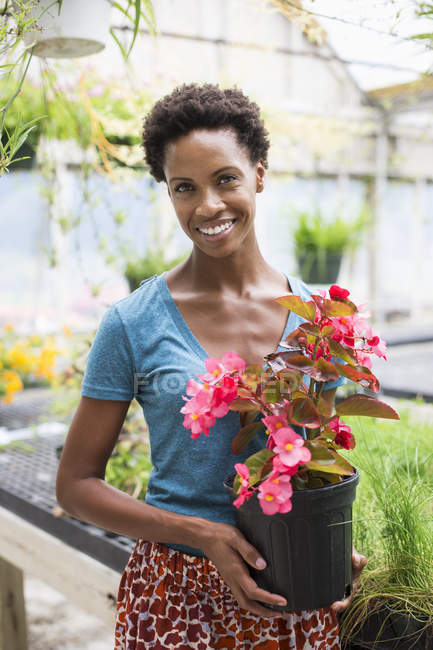 Усміхнена жінка тримає квітучу рослину бегонії з рожевими пелюстками на органічній фермі . — стокове фото