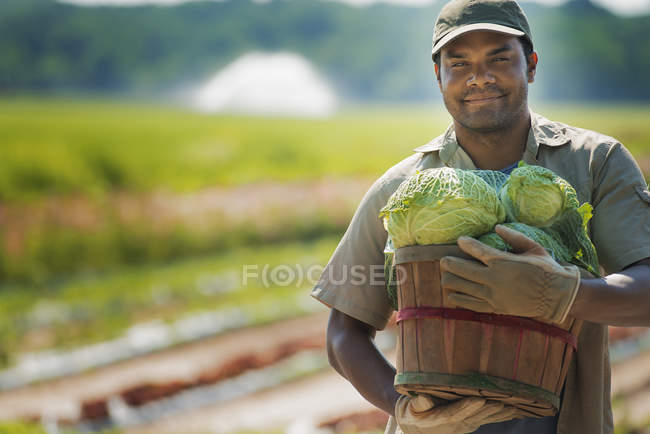 Mann hält Korb mit frisch geerntetem Kohl auf Feld. — Stockfoto