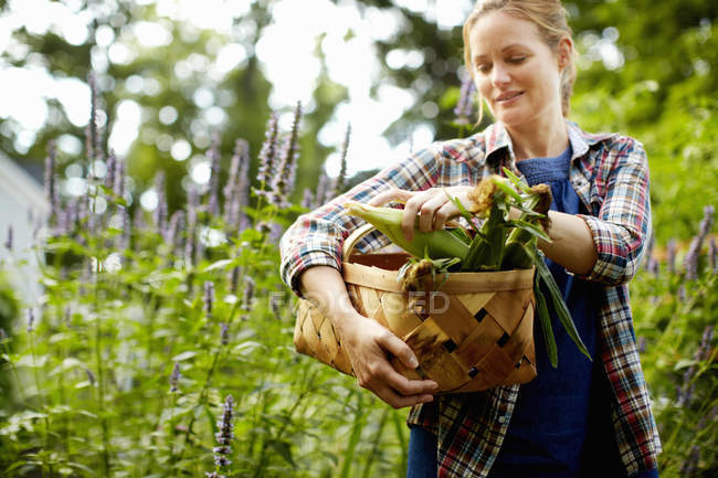 Femme portant panier de maïs fraîchement cueilli sur l'épi et légumes du jardin . — Photo de stock