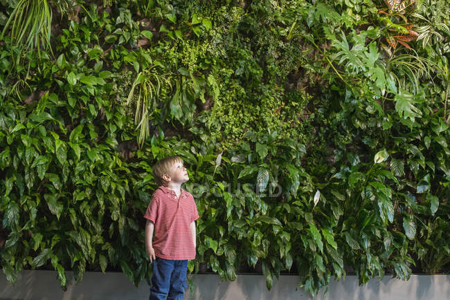 Ragazzo guardando verso la parete verde di piante rampicanti e fogliame
. — Foto stock