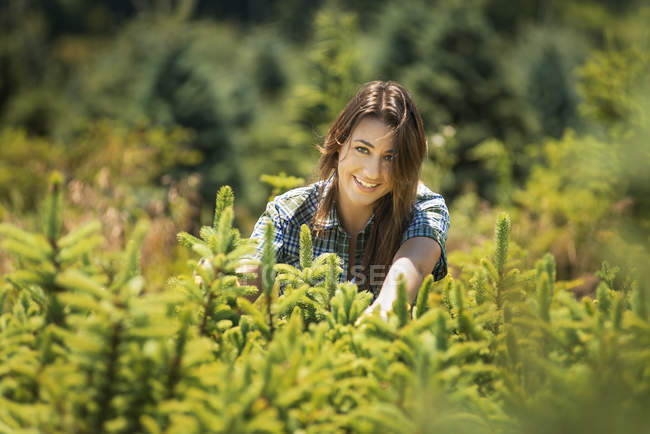 Woman clipping and pruning young conifer trees in plant nursery. — Stock Photo