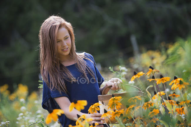 Pre-adolescente chica con cesta recogiendo flores en el campo . - foto de stock