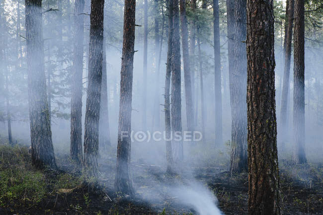 Дым и сгоревшие деревья после контролируемого огня в хвойных лесах . — стоковое фото