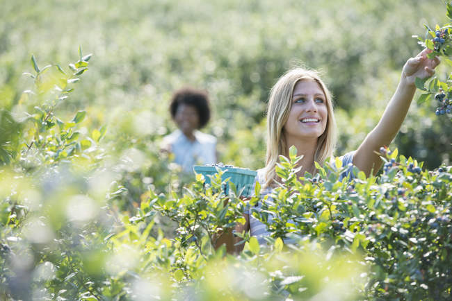 Jovens mulheres colhendo mirtilos frescos de plantas orgânicas no campo . — Fotografia de Stock