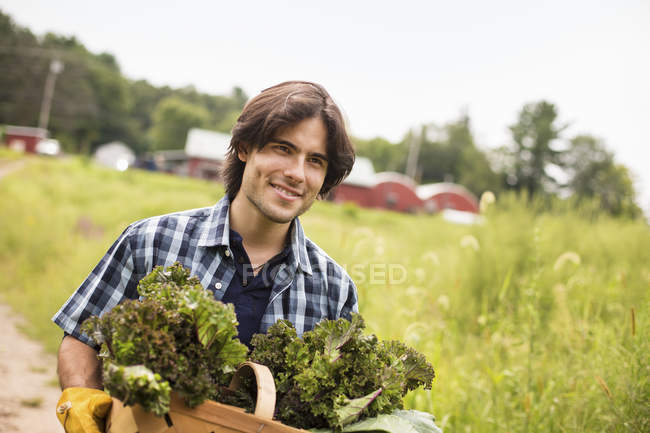 Mann trägt Korb mit frisch gepflücktem Bio-Gemüse auf Biobauernhof. — Stockfoto