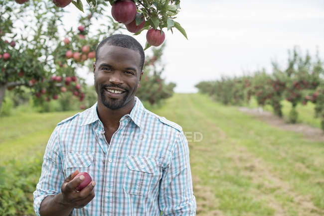 Man holding ripe red apple at organic orchard. — Stock Photo