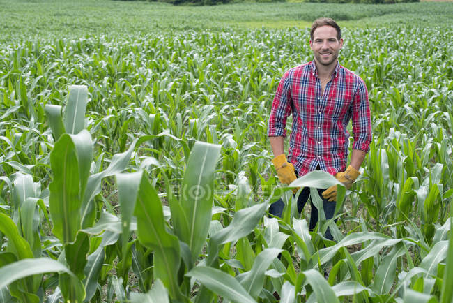 Молодий чоловік з руками на стегнах стоїть в полі кукурудзи на органічній фермі . — стокове фото