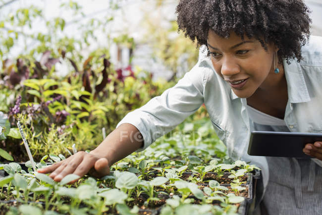 Mitte erwachsene Frau inspiziert Pflanzen mit digitalem Tablet in Bio-Gärtnerei. — Stockfoto