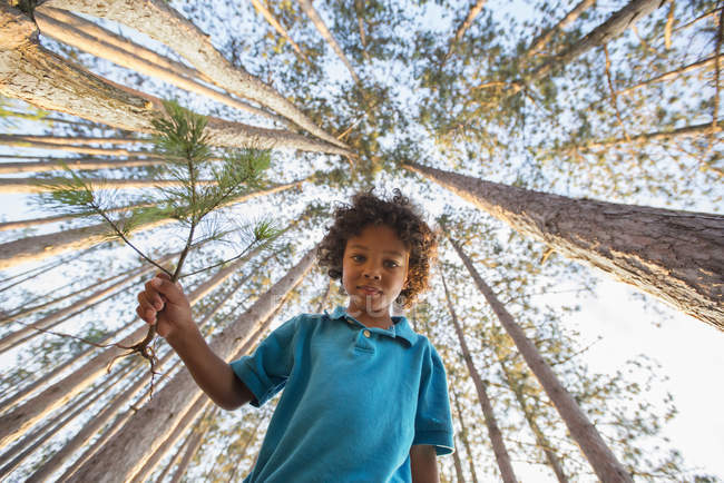 African American boy holding pine tree branch with background of tall trees. — Stock Photo