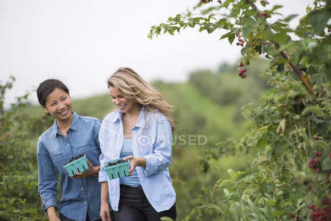 Две женщины разговаривают и ходят среди кустов ежевики с контейнерами ягод
. — стоковое фото