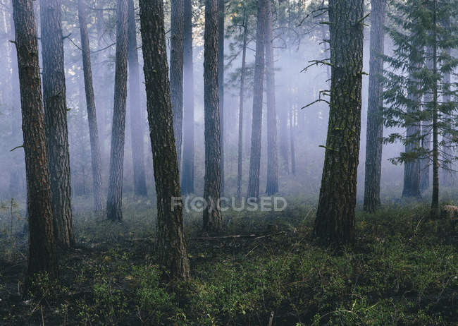 Humo y árboles quemados después de un incendio controlado en el bosque de coníferas . - foto de stock