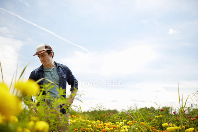 Male farmer working in field of yellow and orange organic flowers. — Stock Photo