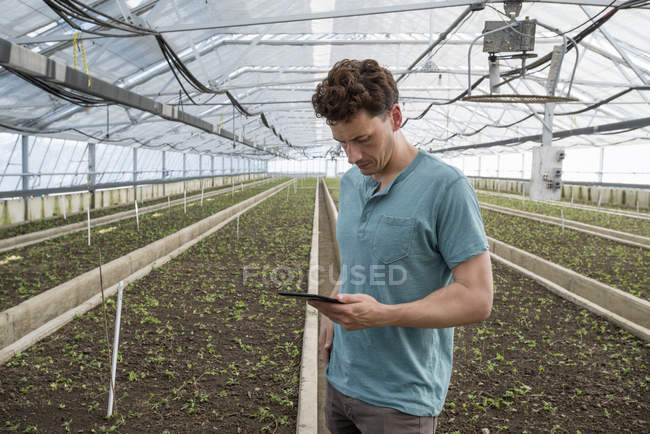 Man using digital tablet among rows of seedlings in greenhouse of plant nursery. — Stock Photo