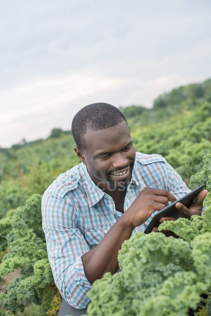 Man using digital tablet among curly kale crops on organic farm field. — Stock Photo