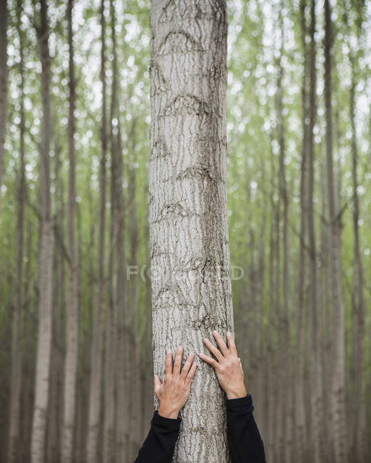 Cropped view of man hugging tree trunk in plantation of poplar trees — Stock Photo