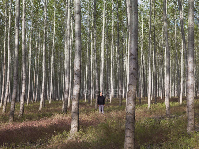 Man standing in forest of poplar trees in Oregon, USA. — Stock Photo
