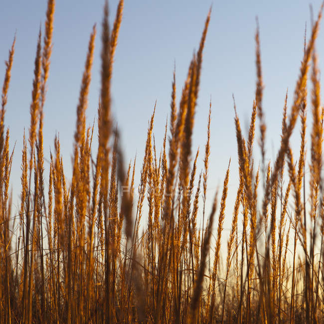 Close-up de grama duna varrida pelo vento no prado natural . — Fotografia de Stock