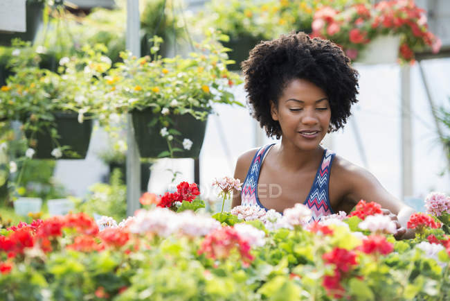 Mulher trabalhando entre gerânios vermelhos e brancos floridos . — Fotografia de Stock