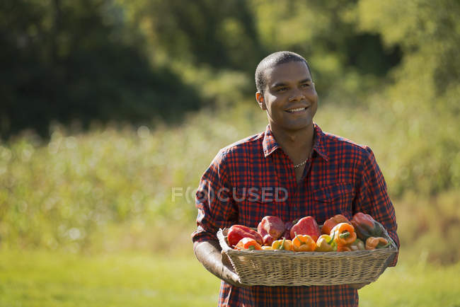Farmer with basket of organic bell peppers harvested from organic farm. — Stock Photo