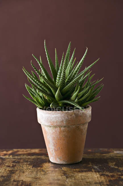 Succulent houseplant with spiky green leaves growing in pot. — Stock Photo