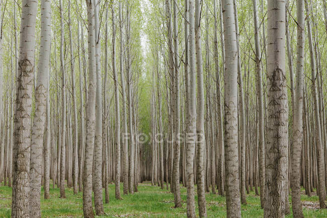 Pappeln Plantage, Baumschule wächst hohe gerade Bäume mit weißer Rinde in oregon, USA — Stockfoto