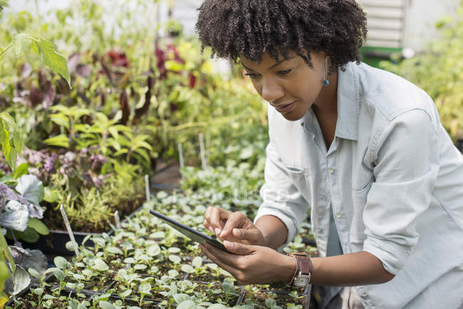Mujer adulta media usando tableta digital en vivero de granja hortícola orgánica . - foto de stock